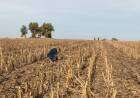 Día mundial de la conservación del suelo:  la importancia de cuidar este recurso clave