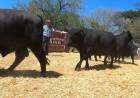 Imágenes de las ventas en el remate de la 103º Exposición Rural de Coronel Suárez