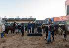 Ingresaron los primeros animales a la Expo Rural