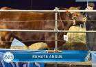 Se pagaron 10,5 millones de pesos por la mitad de una vaquillona Angus