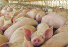 ALERTA EPIDEMIOLÓGICA: Brote de triquinosis en la localidad de Carhué