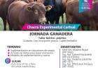 Jornada ganadera en Chacra Experimental Carhué