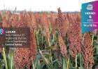 Jornada a campo de Maíz y Sorgo