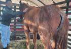 El CPR rescató otro equino por Inf Ley 14346 (malos tratos y actos crueles a los animales)