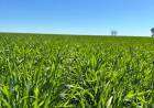 DÍA DEL PRODUCTOR AGROPECUARIO - Los productores bonaerenses: kilómetro 0 de un campo limpio 