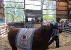El Gran Campeón Angus de la 106° Expo Rural se vendió en 31 millones de pesos