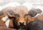 Oferta laboral: Operario de Mixer en Feedlot