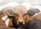 Se busca Operario de Mixer para Feedlot