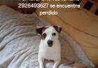Buscamos a Apolo