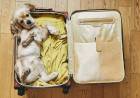 De ahora en más, las mascotas podrán viajar en trenes y micros de larga distancia: cuáles son los requisitos