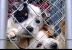 DÍA DEL ANIMAL EN SUÁREZ: NADA QUE FESTEJAR